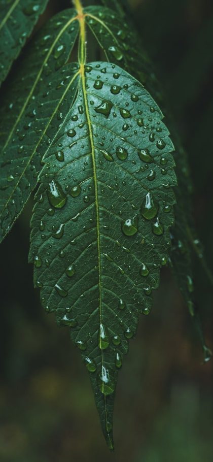 蜘蛛纸牌游戏免费版深色主题截图，深灰背景配低亮度牌面，在夜间环境下文字与花色依然清晰可辨